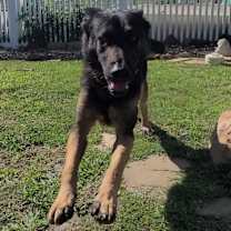 Thumbnail photo of Bucky #3