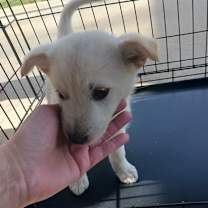 Thumbnail photo of Alba #3