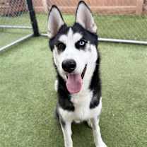 Thumbnail photo of Nacho #1