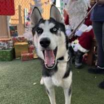 Thumbnail photo of Nacho #4