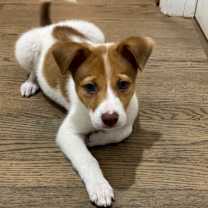 Thumbnail photo of Ralphie #3