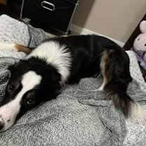 Thumbnail photo of Luffy #3