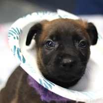 Thumbnail photo of Firework #2