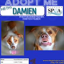 Thumbnail photo of Damien #3