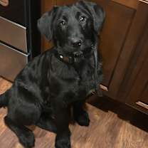 Thumbnail photo of Sadie #1