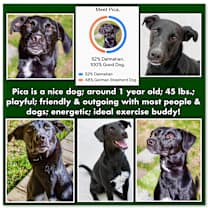 Thumbnail photo of Pica #1