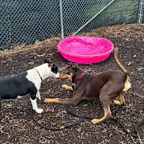 Thumbnail photo of Colby #2