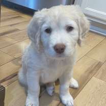 Thumbnail photo of Lionel Lilly Belle Pup #1