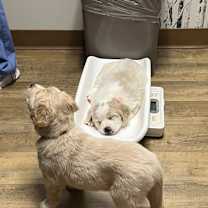 Thumbnail photo of Anabel Lilly Belle Pup #3