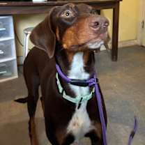 Thumbnail photo of AMELIA #4