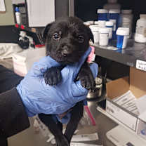 Thumbnail photo of Midnight Raven-4 #2