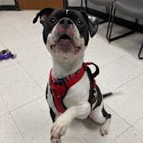 Thumbnail photo of Xena #4