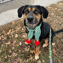 Thumbnail photo of Mandatory Fun #4