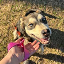 Thumbnail photo of Sasquatch #2