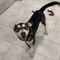 Thumbnail photo of Sasquatch #4