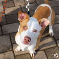 Thumbnail photo of Peaches #3