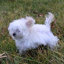 Thumbnail photo of Yetti #2