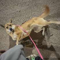 Thumbnail photo of Phoebe #3