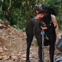 Thumbnail photo of Ambar #3