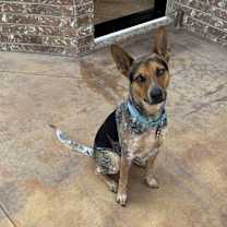 Thumbnail photo of Ryker #2