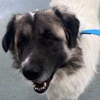 Thumbnail photo of Joe #2