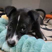 Thumbnail photo of FLAN #2