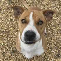 Thumbnail photo of Suzie #1