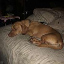 Thumbnail photo of Gunnar #2