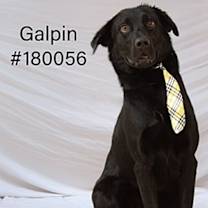 Thumbnail photo of Galpin #1