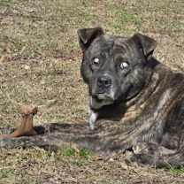 Thumbnail photo of Winston #3