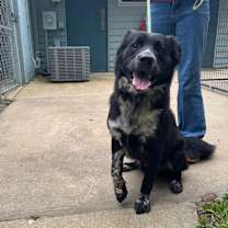 Thumbnail photo of Cowboy  #2