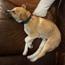 Thumbnail photo of 993 (2025) Skylar  #4