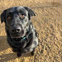 Thumbnail photo of Cinder #2