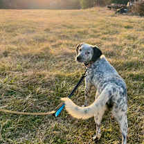 Thumbnail photo of Rocky #1