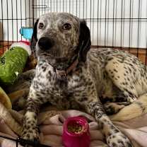 Thumbnail photo of Rocky #3