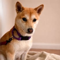 Thumbnail photo of Pumpkin #1