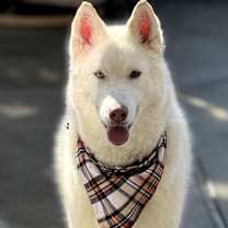 Thumbnail photo of Nova #2