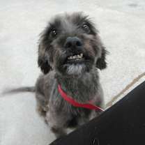 Thumbnail photo of Obi #2