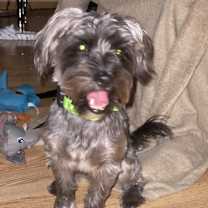 Thumbnail photo of Obi #3