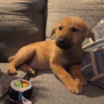 Thumbnail photo of Browni #2