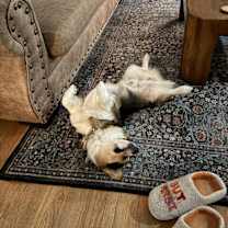 Thumbnail photo of Beans #4