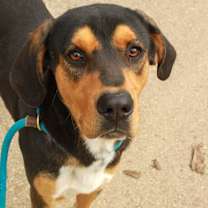 Thumbnail photo of Troubadour #3