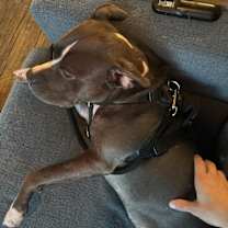 Thumbnail photo of Lavender #3