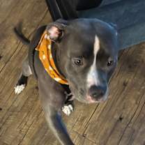 Thumbnail photo of Lavender #4