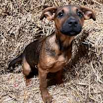 Thumbnail photo of Gemma #1