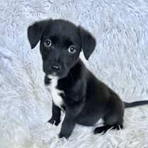 Thumbnail photo of Ultra Light #3