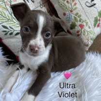 Thumbnail photo of Ultra Violet #2