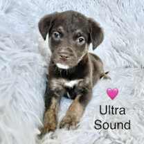 Thumbnail photo of Ultra Sound #1