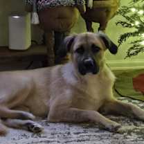 Thumbnail photo of Nala #1