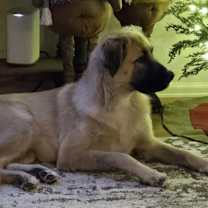 Thumbnail photo of Nala #2